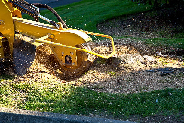 The Steps Involved in Our Tree Care Process in Jennerstown, PA